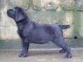 Labrador retriever -�t���tka s PP