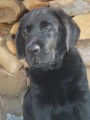 Labrador retriever -�t���tka s PP