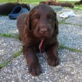 Flat coated retriever hn�d� a �ern� �t��ata