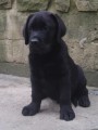 Labrador retriever -�t���tka s PP