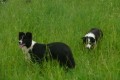 Border collie -zad�m