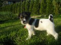 Jack Russell Teri�r s PP
