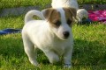 Jack Russell Teri�r s PP