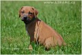 Rhodesian Ridgeback a Parson Russell teri�r �t��at