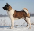 Americk� akita