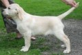 Labrador pejsek �t���tko s pp