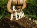 �t���tka Jack Russell Terrier�