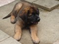Leonberger �t��ata