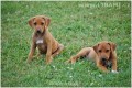 Rhodesian Ridgeback