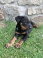 Beauceron  tn pejsek