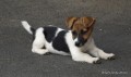 �t�n�tka jack russell terier