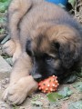 Leonberger �t��ata