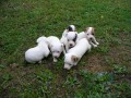 Prod�m �t��ata jack russel teriera
