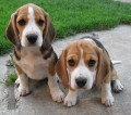 �t��ata beagle s PP