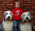 Bearded collie - �t���tka