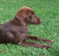 Flat coated retriever hn�d� fenka