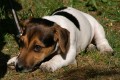 Jack Russel Teri�r