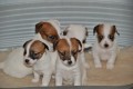 Jack Russell teri�r
