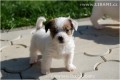 Jack Russell terir