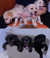 Prod�me �t��ata - labradorsk� retriever