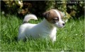 Jack Russell terir