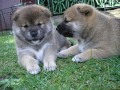 �t��ata shiba inu