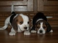 b�gl beagle