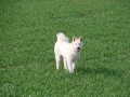 �t��ata Akita Inu 