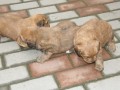 �t��ata k��ence bernsk�ho psa a labradora