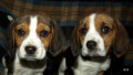 b�gl beagle