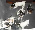 Jack Russel Terier
