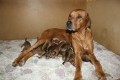 Rhodesian Ridgeback � �t��ata s PP