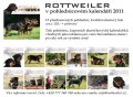 Rottweiler - kalend�� 2011