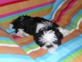 �t���tka shih-tzu s PP