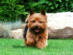 MULTI.INT.GRAND CH.NATHAN von den Zwei Eichen-barva-black and tan