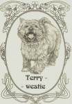 Chovatelsk stanice-TERRY-WESTIE -reg. FCI  592-96