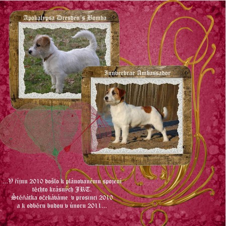 Prodm ttka Jack Russell Terrier s PP