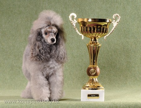 Zsa-Zsa silver Kladensk romance GCH