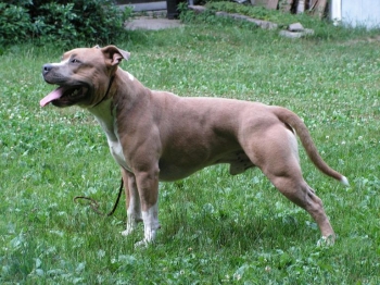  Americk� staford��rsk� teri�r