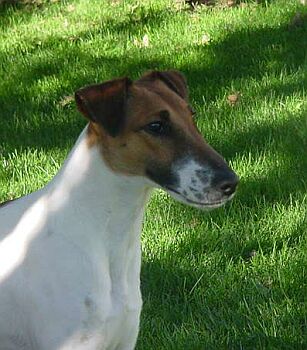 Foxterier hladkosrst�