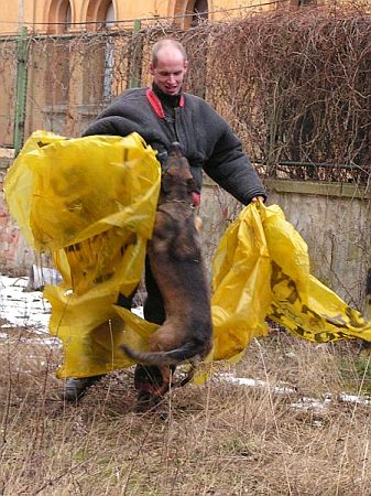 Zákrok služebního psa proti pachateli (nácvik)