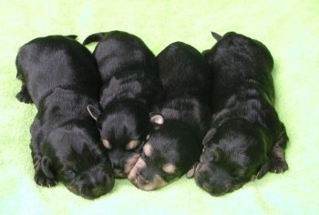 �t��ata �esk�ho teri�ra