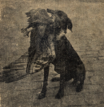 Kr�tkosrst� oha� Dora Litomy�l