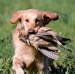 Sraz (nejen) flat coated retrievr�