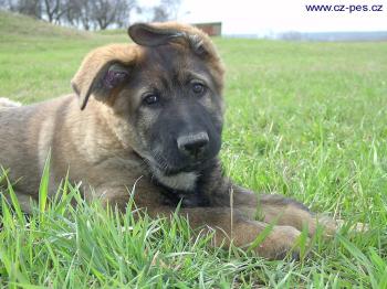 Ilustra�n� obr�zek