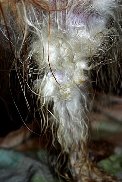 Andulka - koup�n�