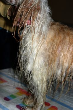 Andulka - koup�n�