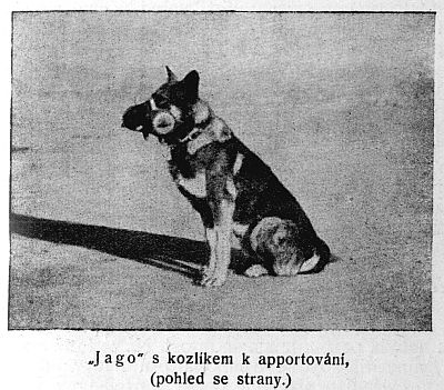 Jago s kozl�kem k apportov�n�