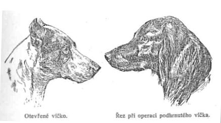 otev�en� v��ko - �ez p�i operaci podhrnut�ho v��ka