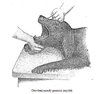 Otev�en� mordy pomoc� smy�ek